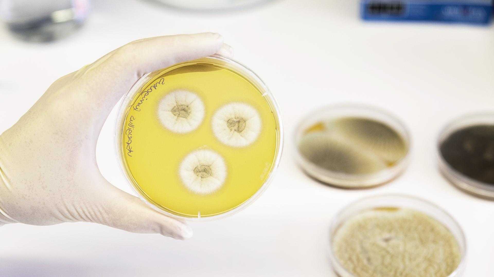 Лечение микозов (грибковых заболеваний, кандидозов) природными средствами