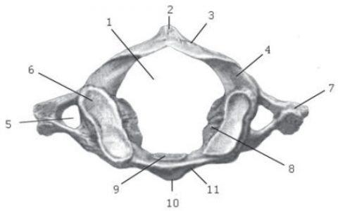 Первый шейный позвонок — атлант (atlas). Вид сверху. 1 — позвоночное отверстие; 2 — задний бугорок; 3 — задняя дуга; 4 — борозда позвоночной артерии; 5 — отверстие поперечного отростка; 6 — верхняя суставная ямка; 7 — поперечный отросток; 8 — латеральная масса; 9 — ямка зуба; 10 — передний бугорок; 11 — передняя дуга.