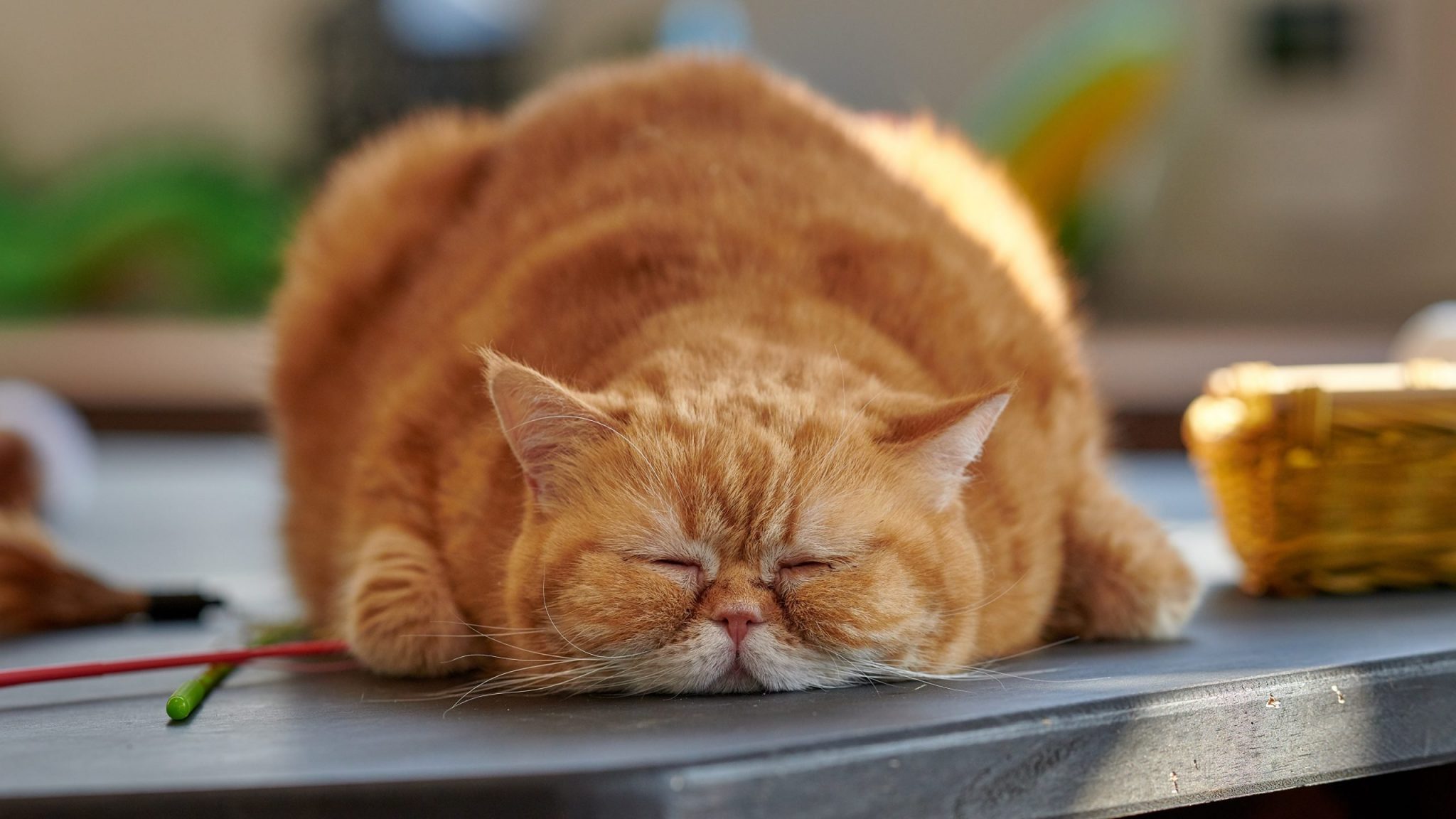 От чего народ толстеет?