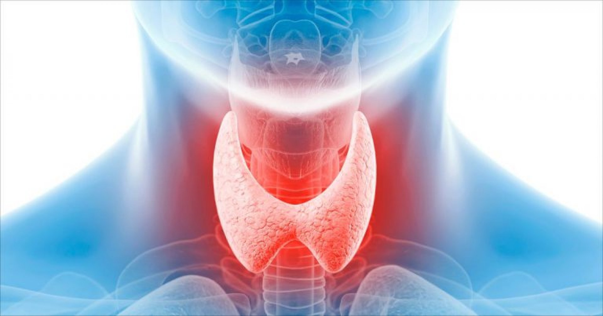 Что нужно знать о здоровье щитовидной железы